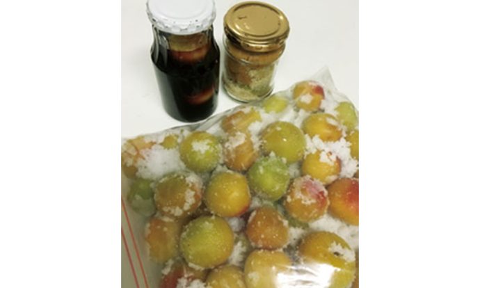 ボトルで梅干し